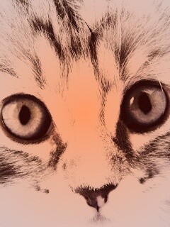 Пушистый котенок обои