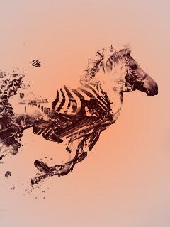 Зебра и бонсай обои