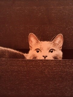 Кот в ящике комода обои