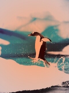 Пигвин запрыгивает на льдину обои