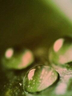 Зеленые капли росы обои