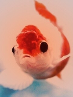 Аквариумная золотая рыбка обои