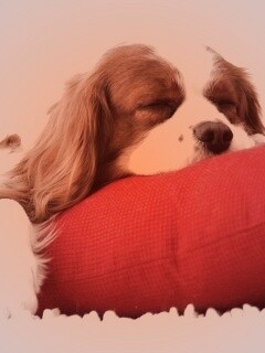 Спящий щенок на красной подушке обои