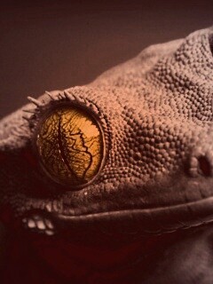 Ящерка обои