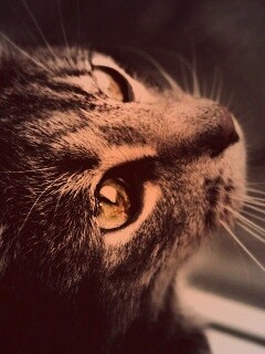 Кот с желтыми глазами обои