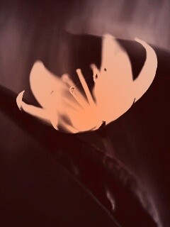 Белый цветок обои