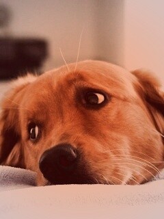 Лабрадор-ретривер обои