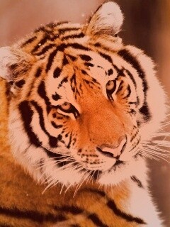 Тигр оборачивается обои