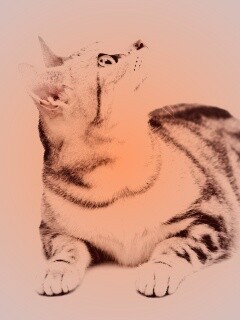 Котэ смотрит наверх обои