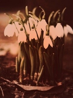 Подснежники - весенние цветы обои