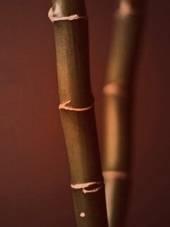 Макро фото стебля бамбука обои