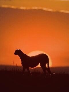 Гепард на закате обои