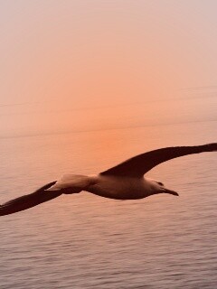 Чайка в полете обои