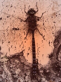 Стрекоза на дереве обои