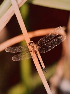 Стрекоза на тарвинке обои