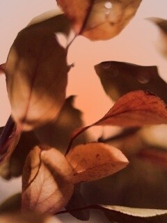 Увядающие листья обои