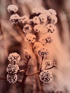 Ледяные цветы обои