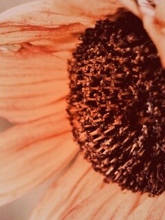 Подсолхну осенью обои