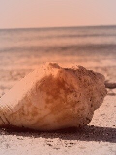 Морская раковина на пляже обои