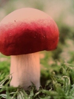 Грибок с красной шапкой обои
