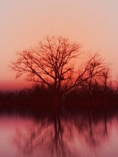 Деревья при закате обои