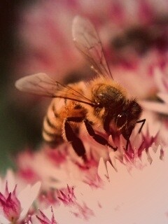 Пчела собирает пыльцу обои