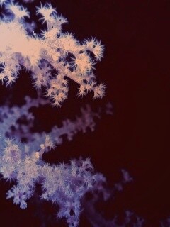 Кораллы обои