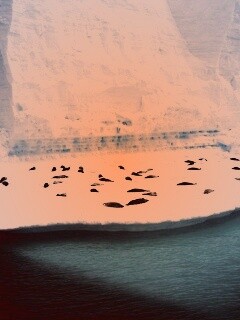 Лежбище тюленей обои