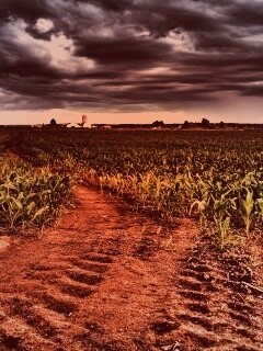 Кукурузное поле у фермы обои