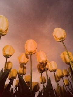 Жёлтые тюльпаны обои