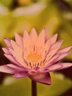 Фиолетовый цветок обои