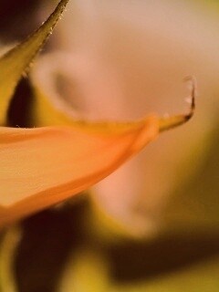 Солнечный цветок обои