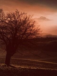 Дерево и горы обои
