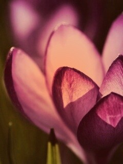 Фиолетовый крокус обои