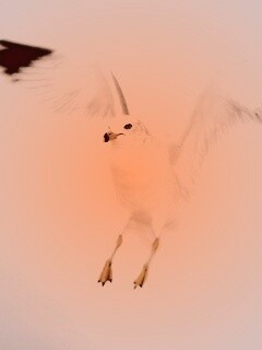 Гордая белая птица обои