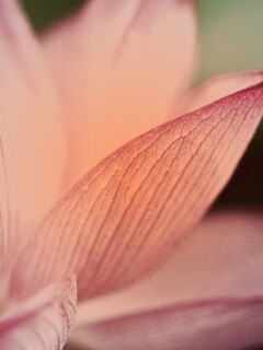 Лепестки цветов обои