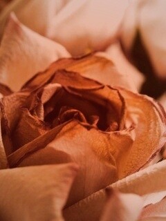 Увядающая роза обои