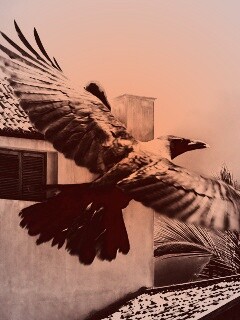 Полёт ворона обои