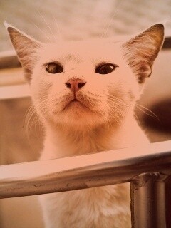 Настороженно принюхивающийся кот обои