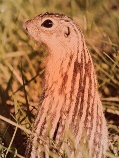 Сурок в стойке обои