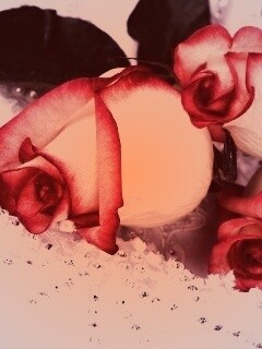 Бело-розовые розы обои