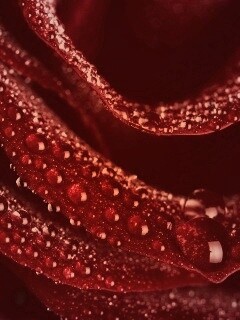 Роза в каплях обои