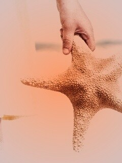 Морская звезда в руке обои