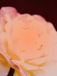 Картинка с нежным розовым цветком обои