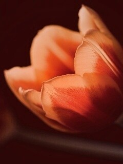 Тюльпаны в темноте обои