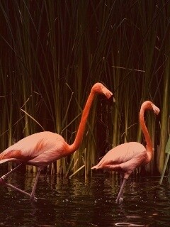 Красивые розовые фламинго на озере обои