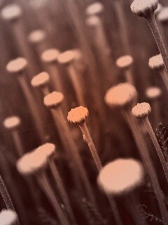 Молодые стебли обои