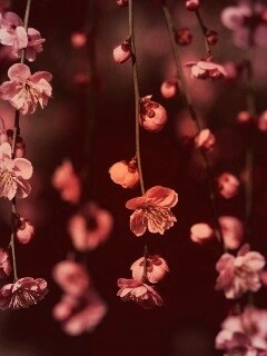 Веточки цветущего дерева обои