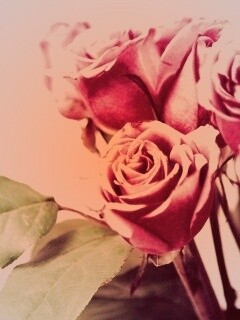 Букет розовых роз обои
