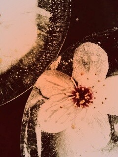 Цветы вишни во льду обои